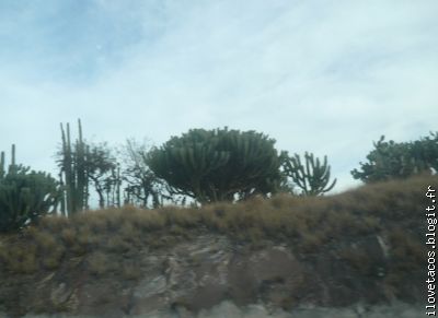 Des cactus au bord de la route